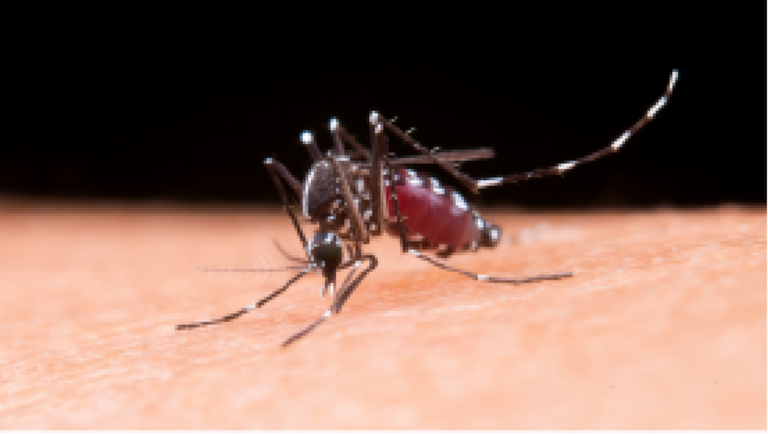 ¡Adiós zancudos! Descubre la lámpara que protege tu hogar